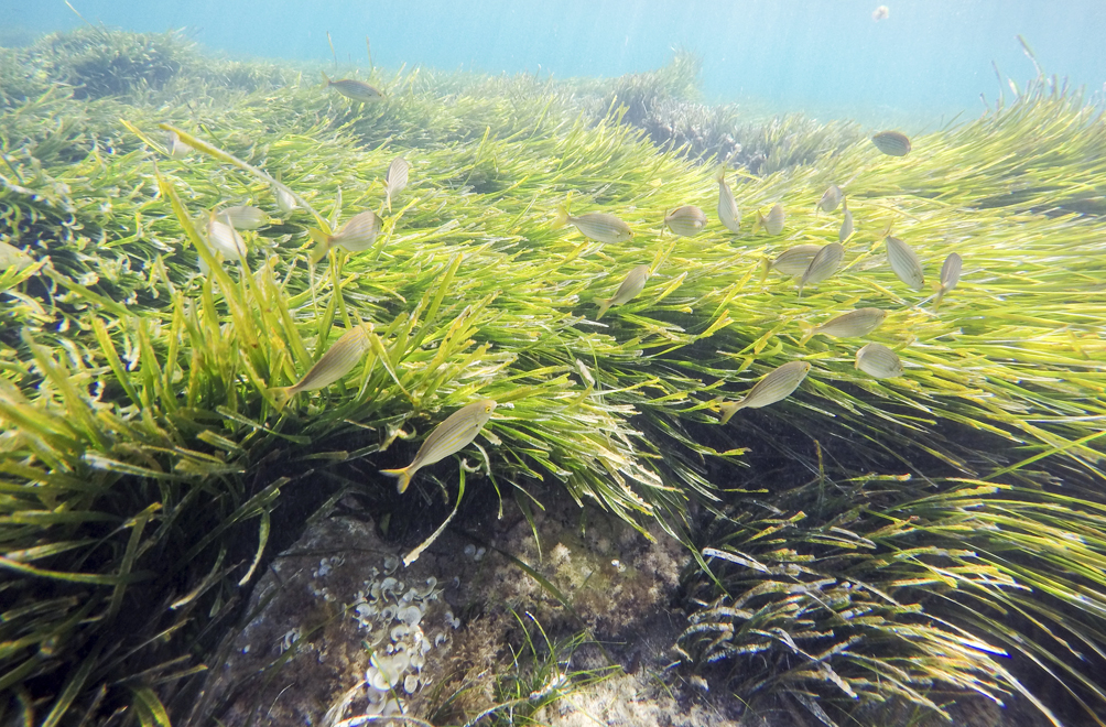 Anatomía del ecosistema náutico 2026 en la Región de Murcia